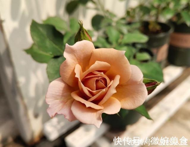 灌木|盘点10种古典美复古色系月季,你必须拥有其中一种!