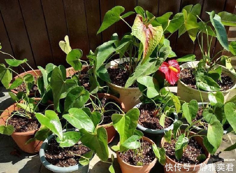 8种花，秋天翻盆顺便分株，一盆变多盆，明年光买盆就足够了