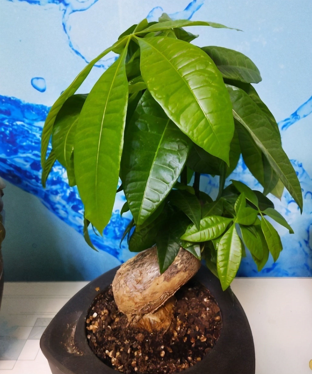 如果想在卧室养花,4种花尽量别养卧室,对身体没好处