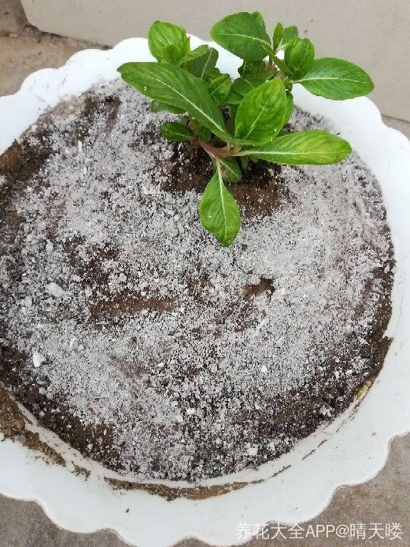“蚯蚓粪”养花也不赖，增粉还透气，啥花都能养好！