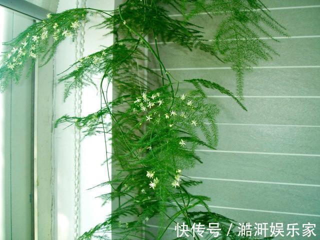 文竹|文竹黄叶不要慌,这“3种”物品,兑水浇盆里,黄叶全不见!