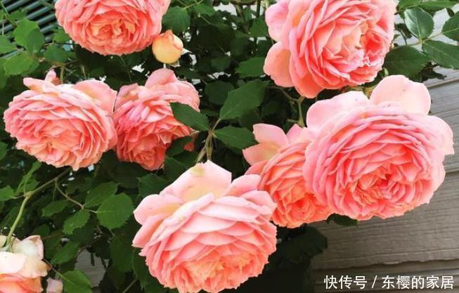 此花漂亮不输牡丹,香味超过茉莉,养一盆花香四溢,家中种植必备