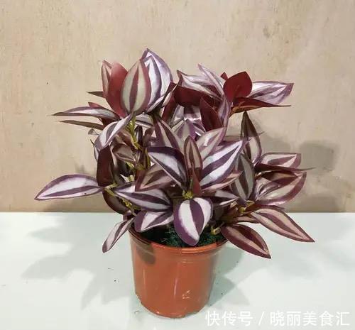 厨房摆上这几种花,乌烟瘴气不再有,越养越喜欢