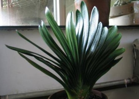 老婆不小心将“它”扔进花盆里,干瘪的君子兰,开花爆盆了