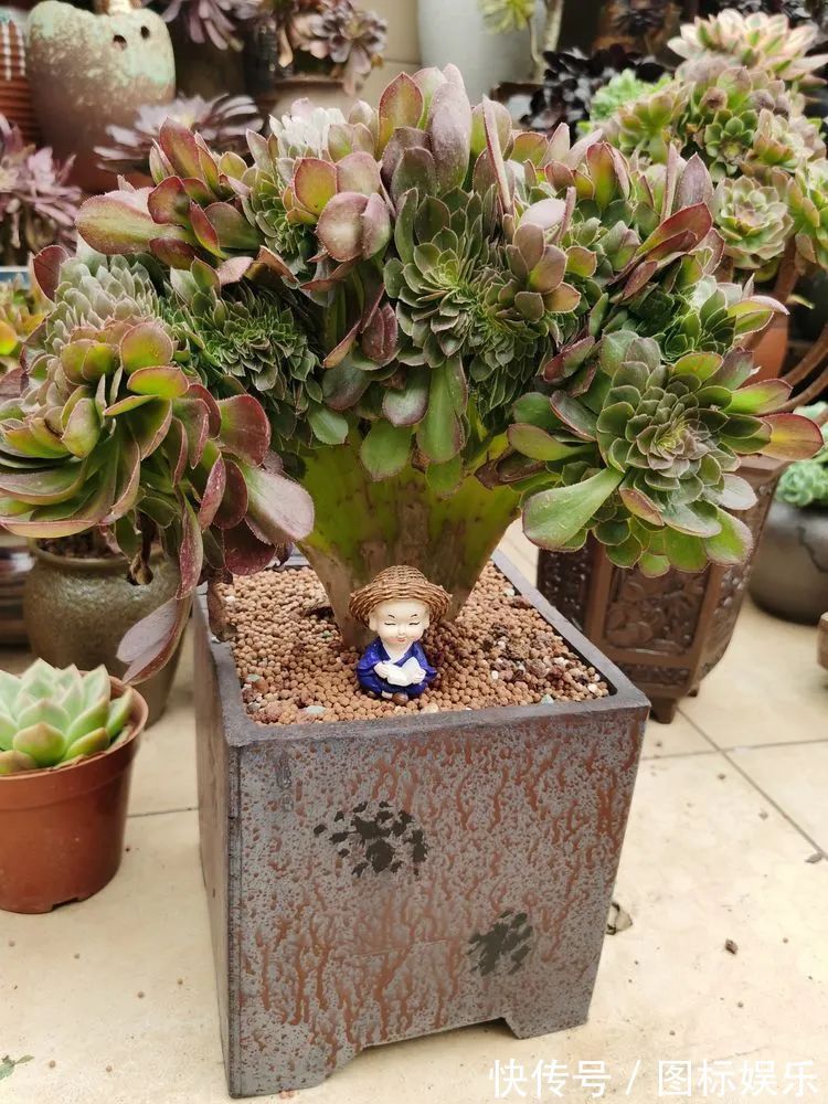 遇见，是一生！遇见多肉，是我的余生和全部！