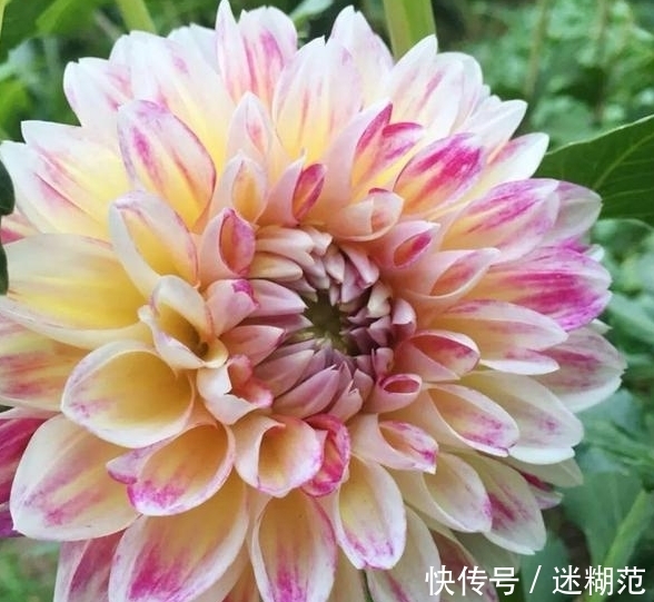 农历9月14寒露后，养什么花？以下3种花，四季平安五福临门