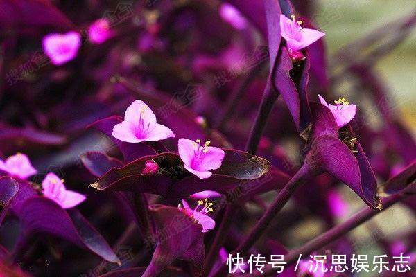 扦插|紫竹梅扦插有技巧，做好几点，生根快，轻松一盆变多盆