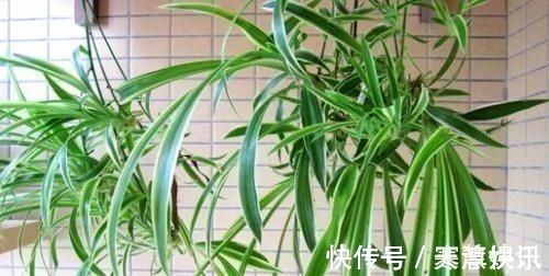 土壤|家庭常备的小苏打:这么养花,好处多多,现在知道也不晚!