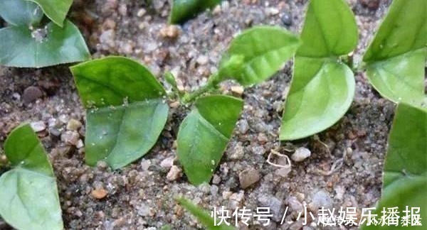 成活|想要扦插茉莉花,牢记一个“关键点”,随插随活,就这么简单!