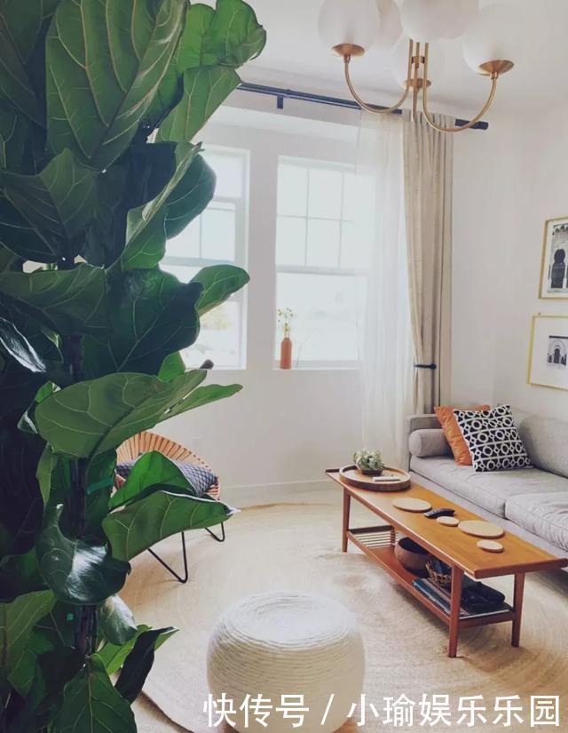 客厅养花,聪明人就选这6种,时尚大气,旺人旺宅!