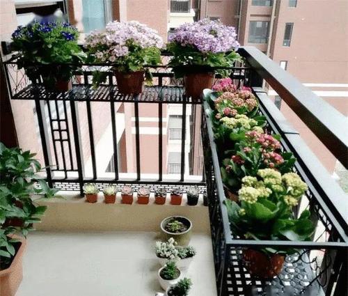 阳台|阳台养花如何搭花架?老花农是这样做的,美观也不影响花花生长