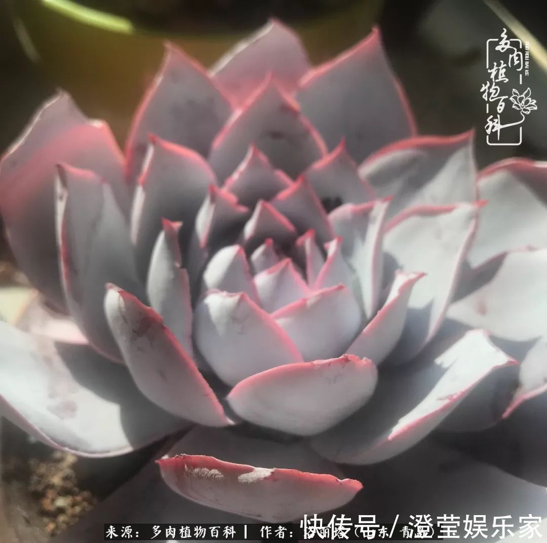 吉娃娃|我和我的“多肉恋人”,怎么样有没有惊艳到你!