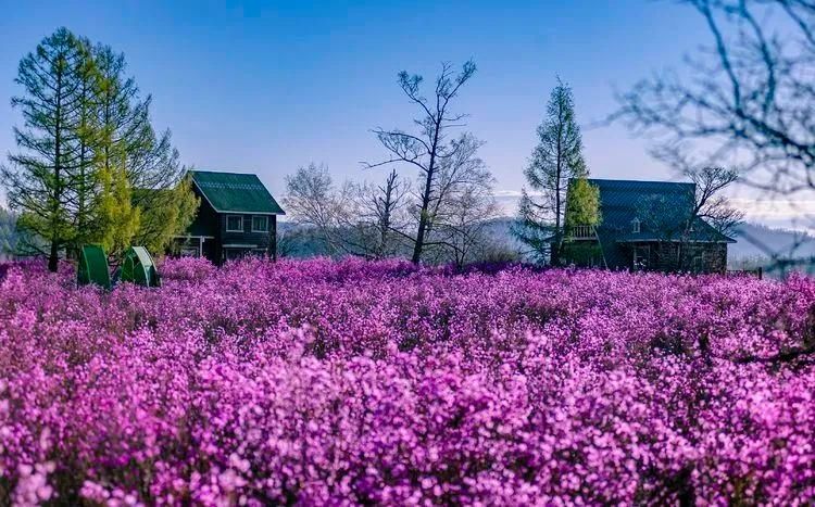 杜鹃湖畔毕拉河 醉红簇簇惹春风|美图 | 醉红簇簇惹春风