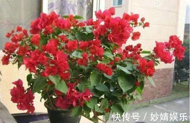 新芽|养好三角梅,学会“3个秘诀”,花团锦簇长得旺,年年开花不断!