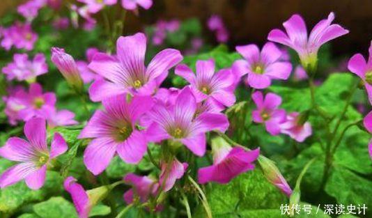 4种花号称开花机器,颜值高又好养,一开就是一年