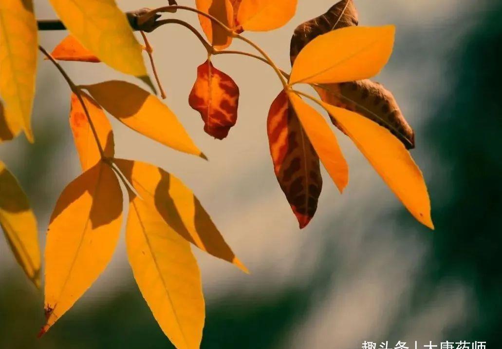 养生|入秋养生3原则:润肺、润肠、养心阴!1个方子,消暑湿,又生津