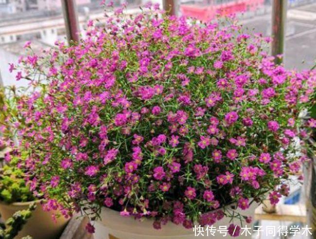 家里养此款花卉,便宜又好养,阳台开花变温馨小花园