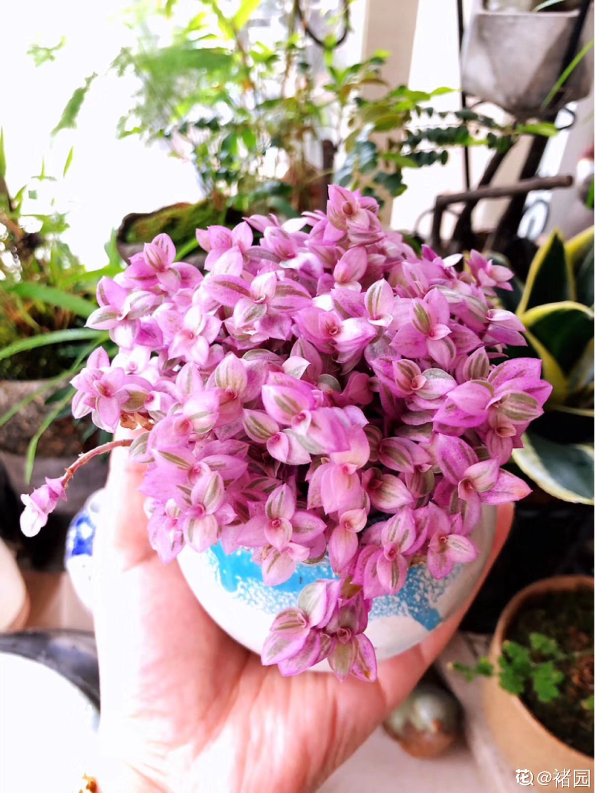 枯萎|一盆胭脂云，颜色粉嫩像“仙女”，秋天上色特好看