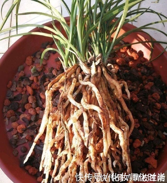 兰花|养兰花就一点,养好根就长得旺,其中配土、施肥是重点