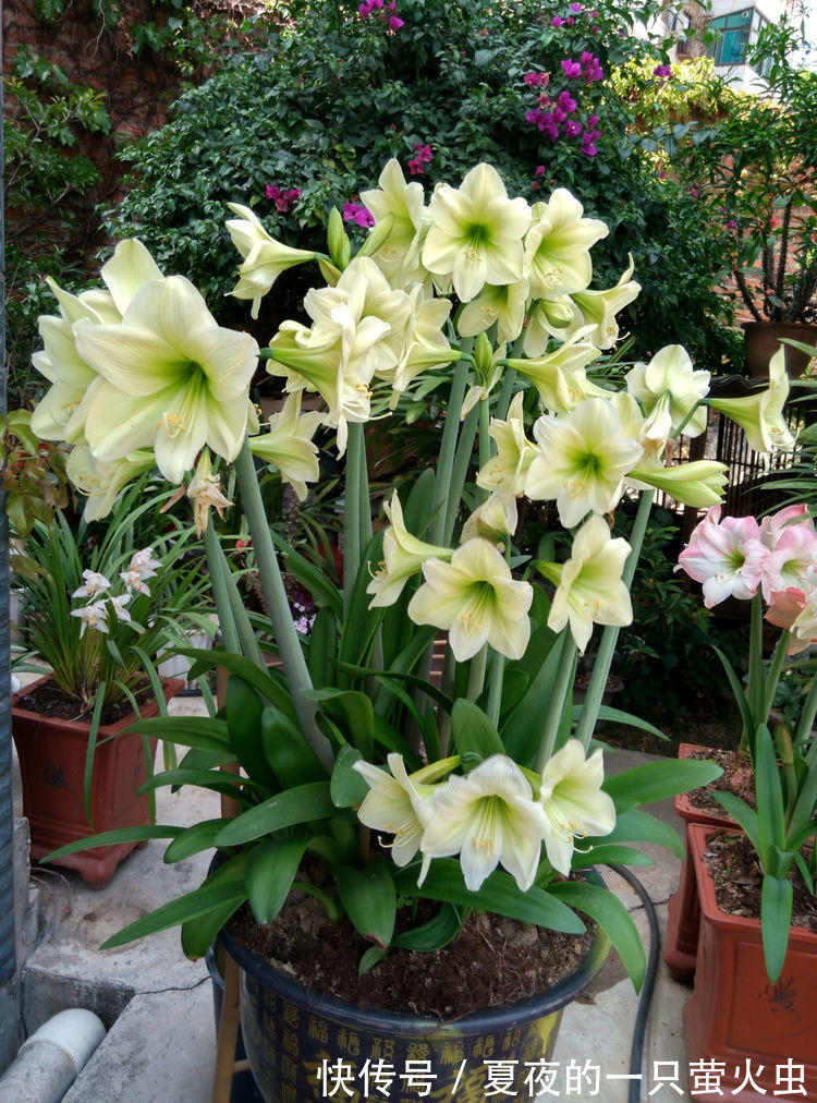 养花就养耐旱的,开花花朵挂满枝,比吊兰还好养,夏季也赏花不断