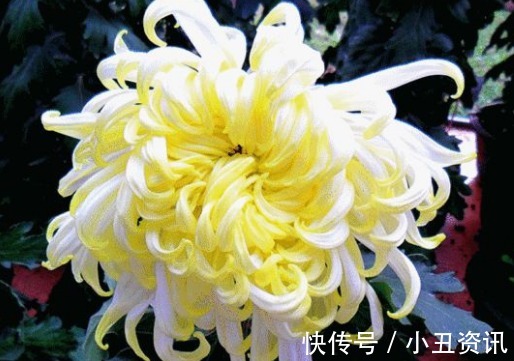 新手养花，不如养盆花中精品“泰姬”，花开似美姬，妖娆美丽