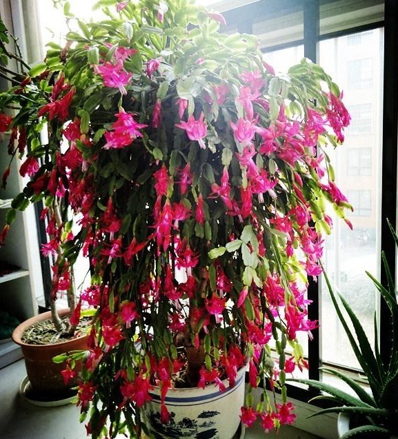 养蟹爪兰，打开它的“开花键”，花开一茬又一茬，次次都爆盆