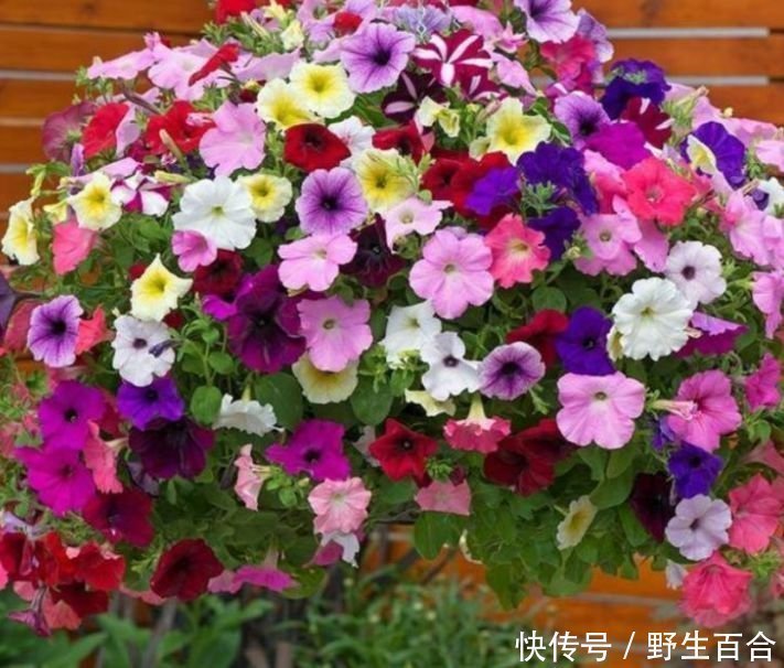 矮牵牛开花量|几种“高颜值花”，华贵漂亮，花开富贵、第一种已经被迷住了！