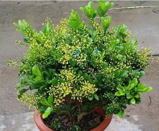 微酸性|养的“米兰花”清香扑鼻，掌握3个关键点，花开满盆，比香水好闻