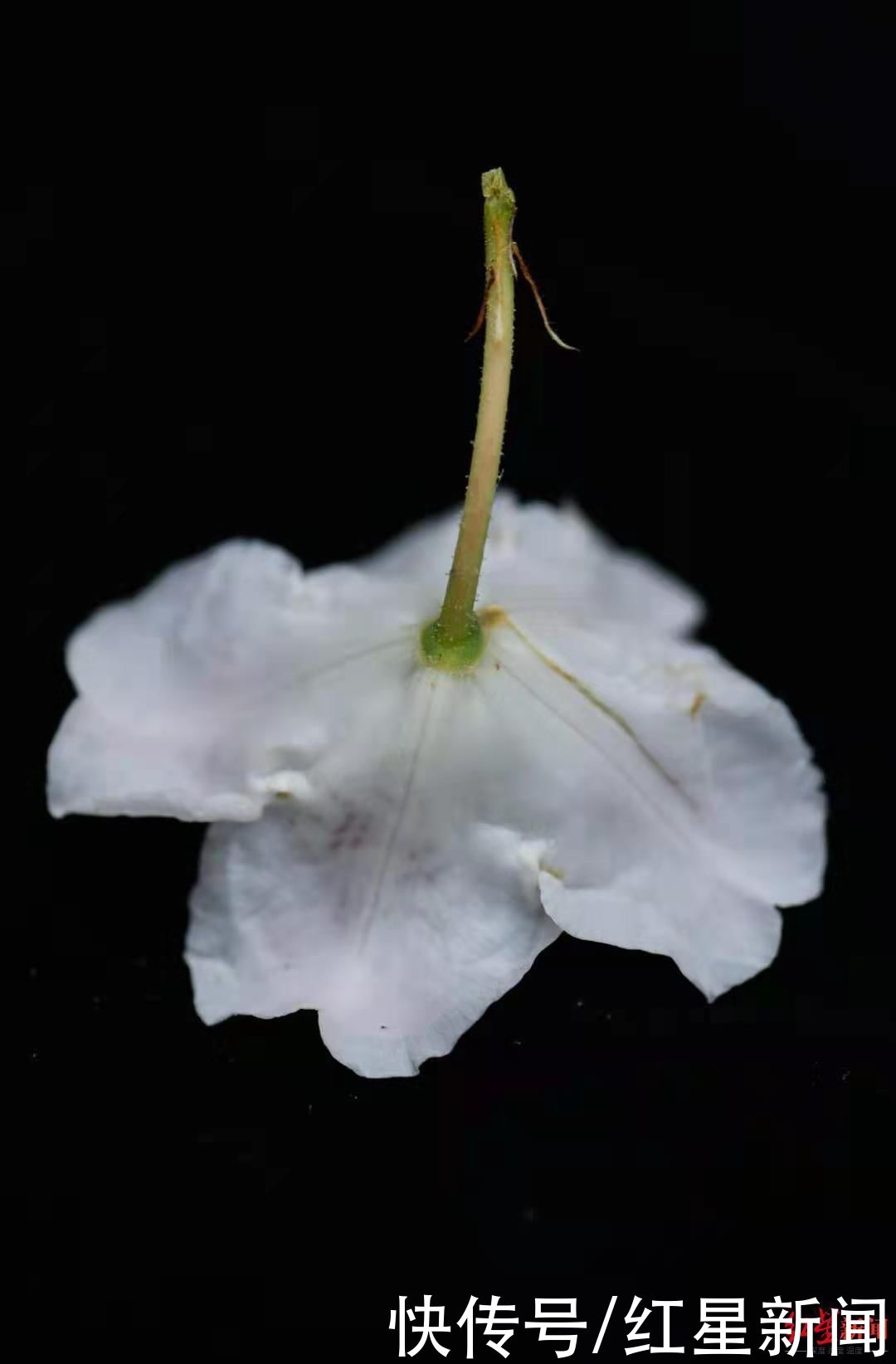 地方 这个地方发现桃叶杜鹃花,属四川省首次在野外发现