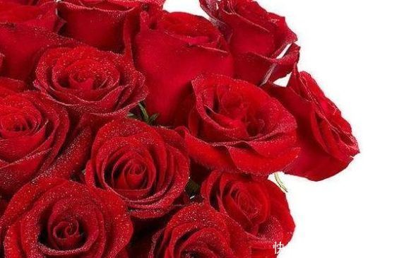 妖娆|喜欢菊花,不如养盆“玫瑰精品”卡罗拉,花开妖娆,高贵优雅!