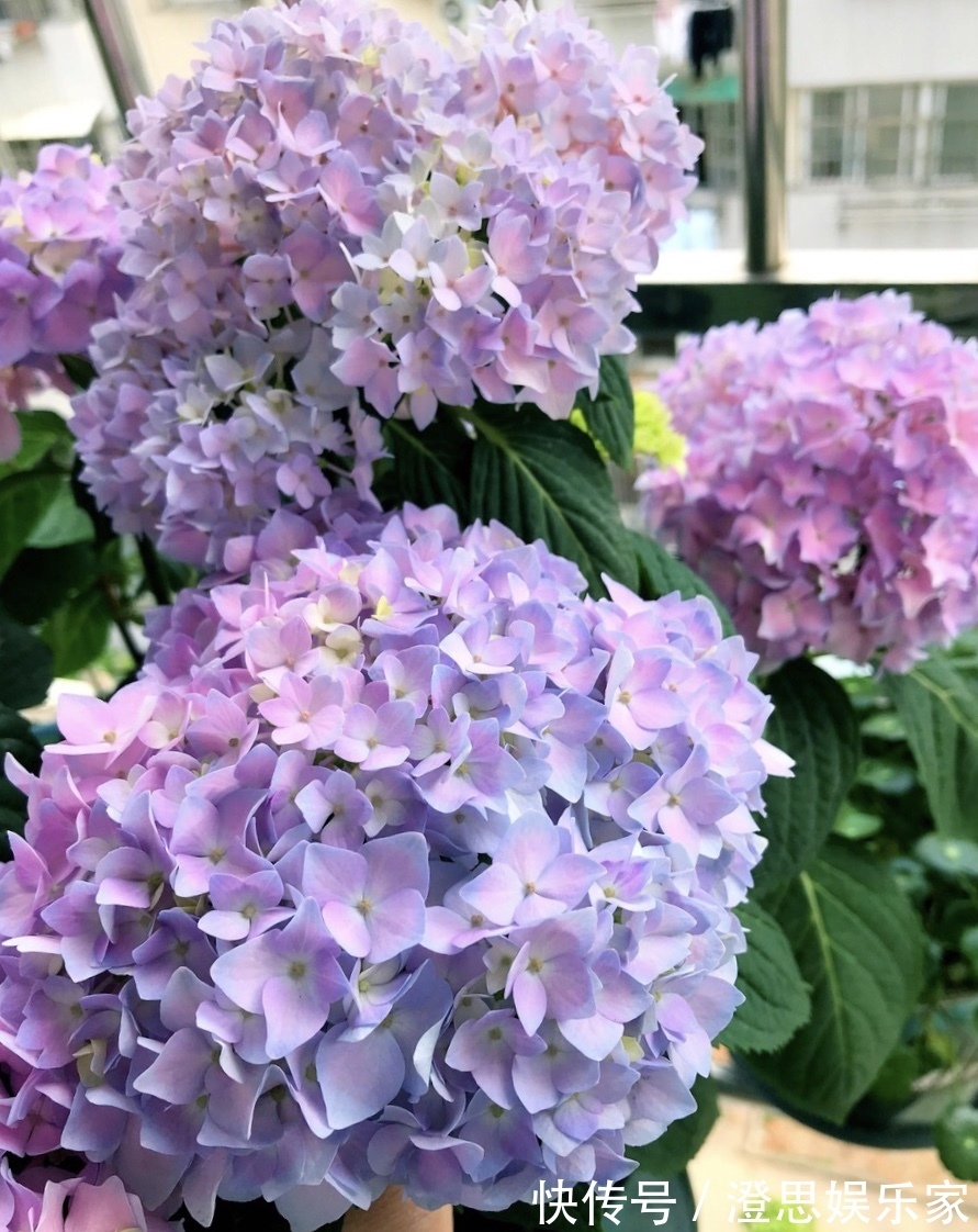 大岩桐|夏天扦插花卉,挑选“1种”枝条,7天冒白根,事半功倍,新手都会