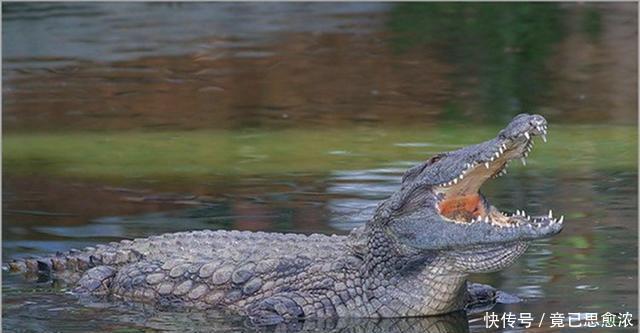 过后|二战时,一千日军战败逃亡一个荒岛,谁知一夜过后只剩20余人!