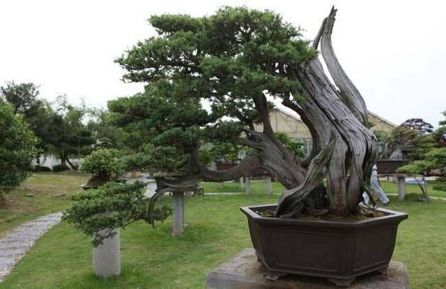 3种名贵盆景山上遍地有,教你养护技巧,个个价值高造型佳