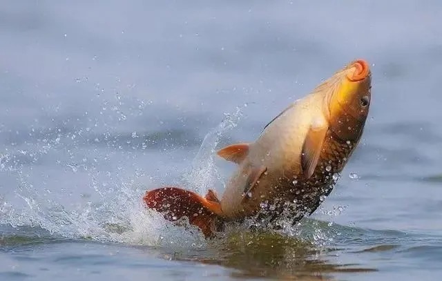 钓位|冬季正是钓鲤鱼旺季!只要掌握技巧,平时见不到的大鲤鱼频繁咬钩