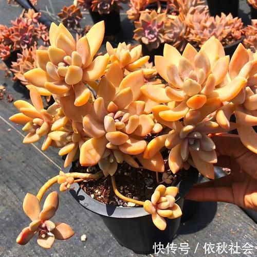 热不死的6种多肉,夏天暴晒也没事,越热越好看