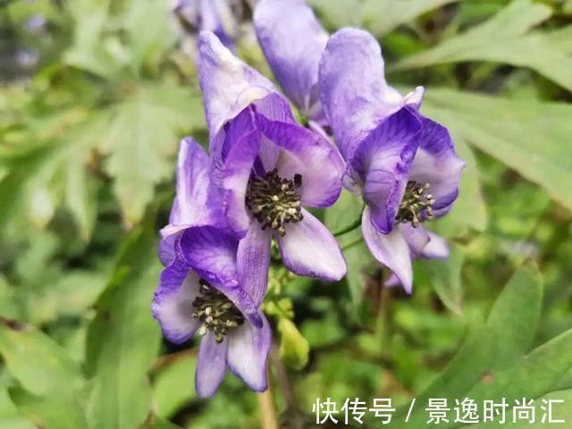 乌头|门口的果子像“龙葵”,赶紧要拔掉、千万别吃,会中毒