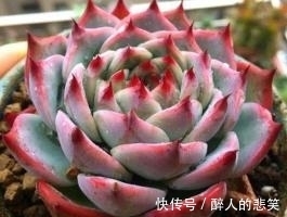 休眠|导致多肉休眠的3个原因,及时避免,不然黄叶又烂根!