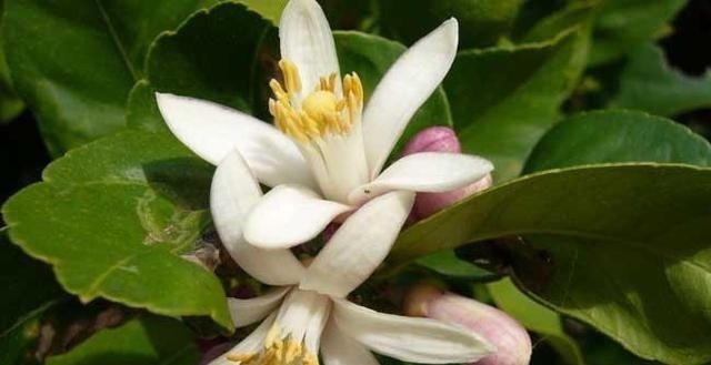 空地别闲着了！这几种树再穷也要栽一棵，果子比蜜甜，好养活