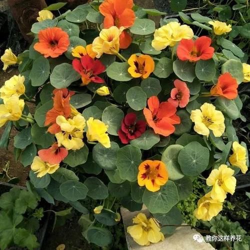 叶子像碗莲，花儿一大片，比铜钱草好养，被称为开花大王！