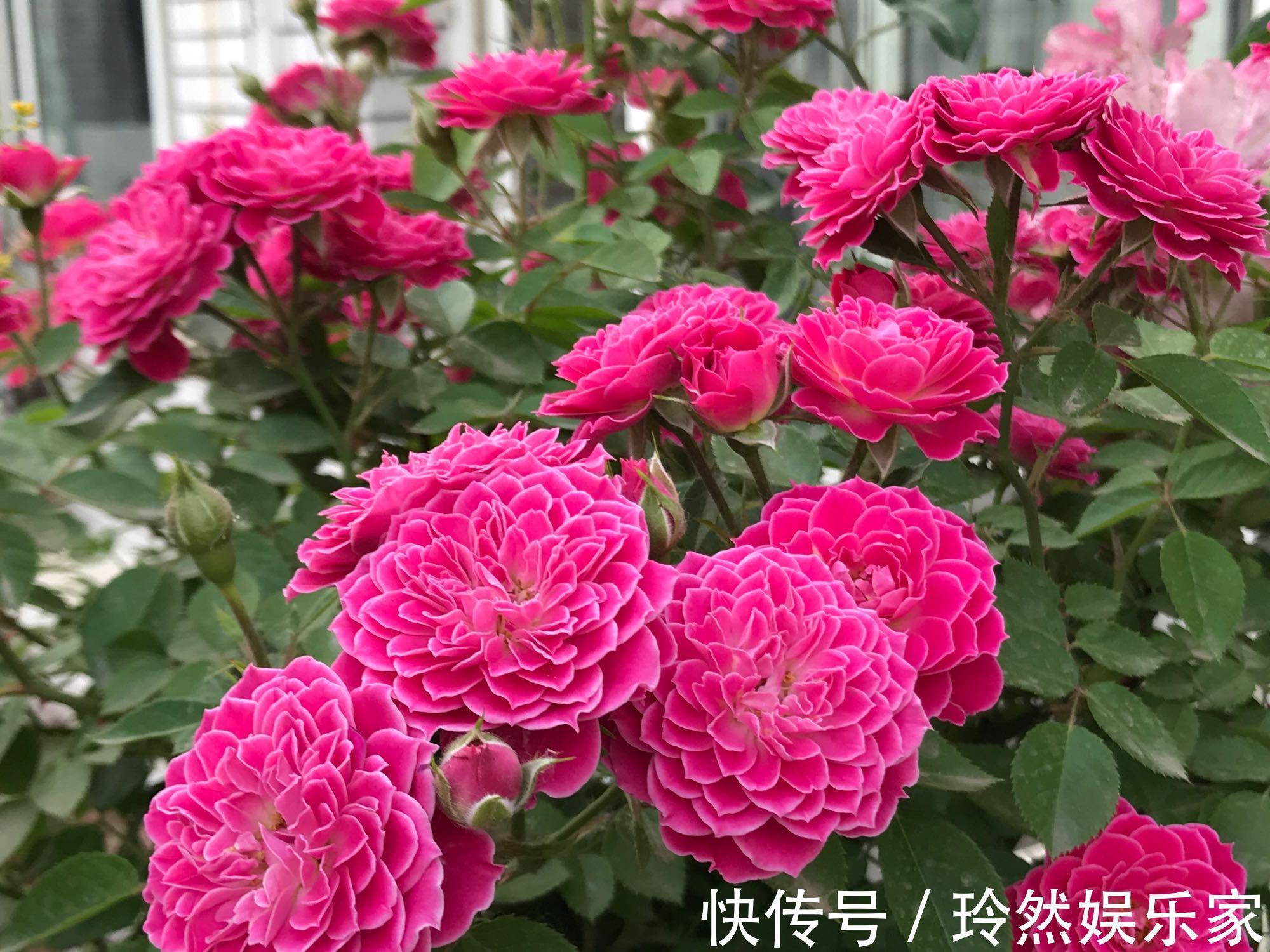 唐宇|喜欢菊花,不如养“精品名菊”唐宇霞辉,似落日霞光,冷艳香凝!