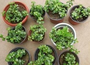  悬崖|金枝玉叶忒好养，剪2刀就变悬崖桩，镇宅还值钱