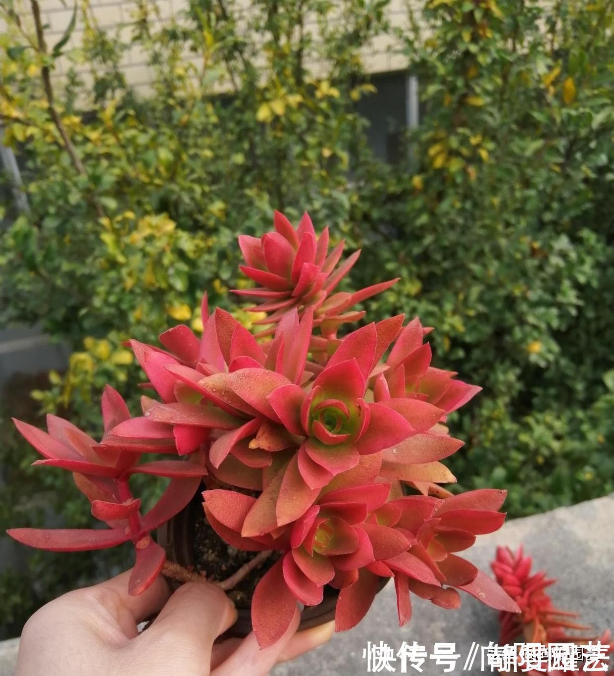 爆盆|最好养的多肉,非这4种莫属,2块钱买一盆,太阳一晒就变红