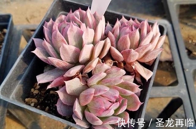 夏季|火焰杯多肉,升级版的紫罗兰女王,隔着玻璃晒太阳也能红