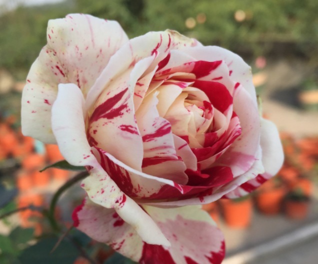 条纹|傻傻分不清的月季,能认出品种算你狠!