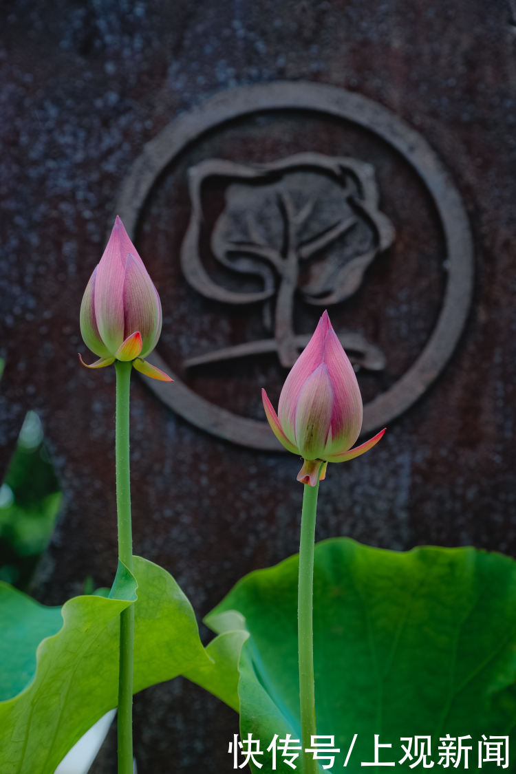辰山植物园|辰山植物园的荷花开了，6月中下旬将迎来最佳观赏期