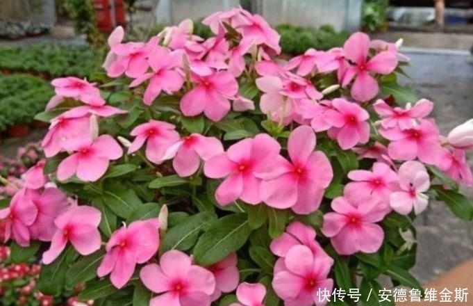 4种漂亮花，阳台开出花海，妖艳妖娆，层层交叠，烂漫迷人眼