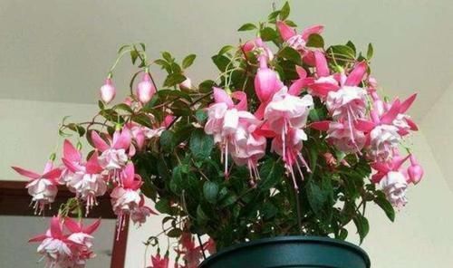 花期|4种花看一眼就难忘，楚楚动人，花期超长，给你一片花海！