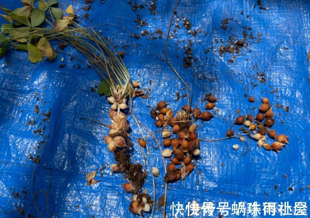 铃兰|30℃以上,10种花就先别养了,买一盆死一盆,别怪我没提醒你