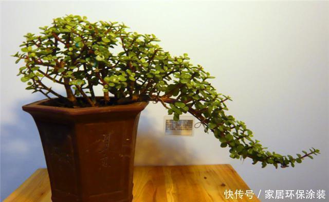 苍劲|金枝玉叶这样养,叶片翠绿玲珑,枝干苍劲古朴,一年养成盆景老桩