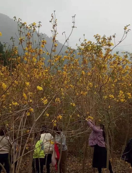 中年|赏花变＂伤花＂!网友曝光一群游客不文明赏花,树枝被摧残!